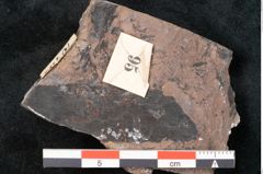 Foto (Detailansicht) von Noeggerathia palmaeformis Goeppert (NHMW-GEO-2024-0188-10752)